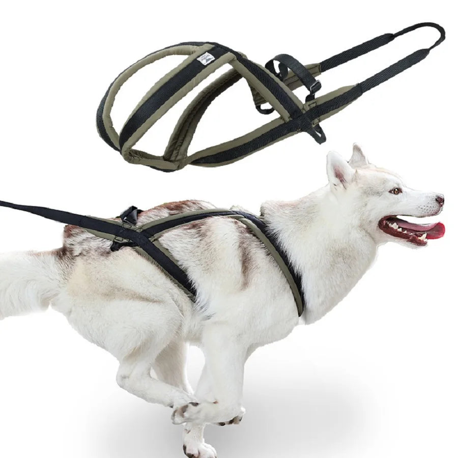 Harnais et Laisse Extérieur pour Chien Moyen/Grand