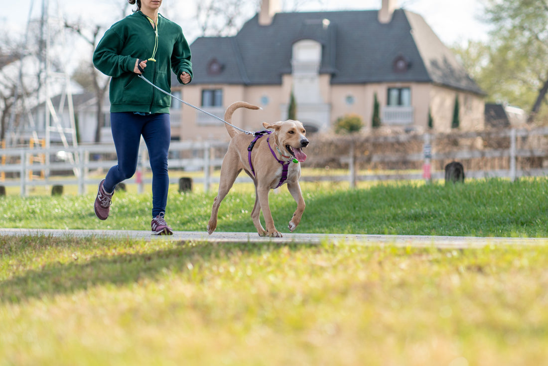 Comment choisir le bon harnais pour son chien ?