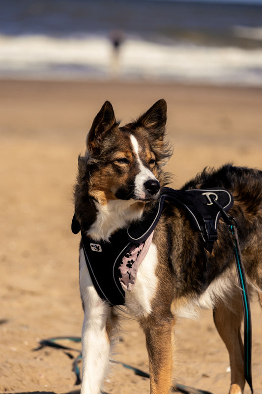 Harnais vs collier : pourquoi le harnais est plus confortable pour votre chien