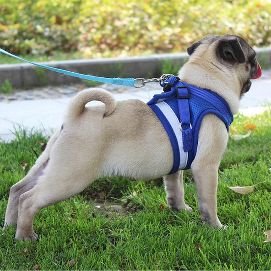 Ensemble Laisse et Harnais Respirant pour Petit Chien