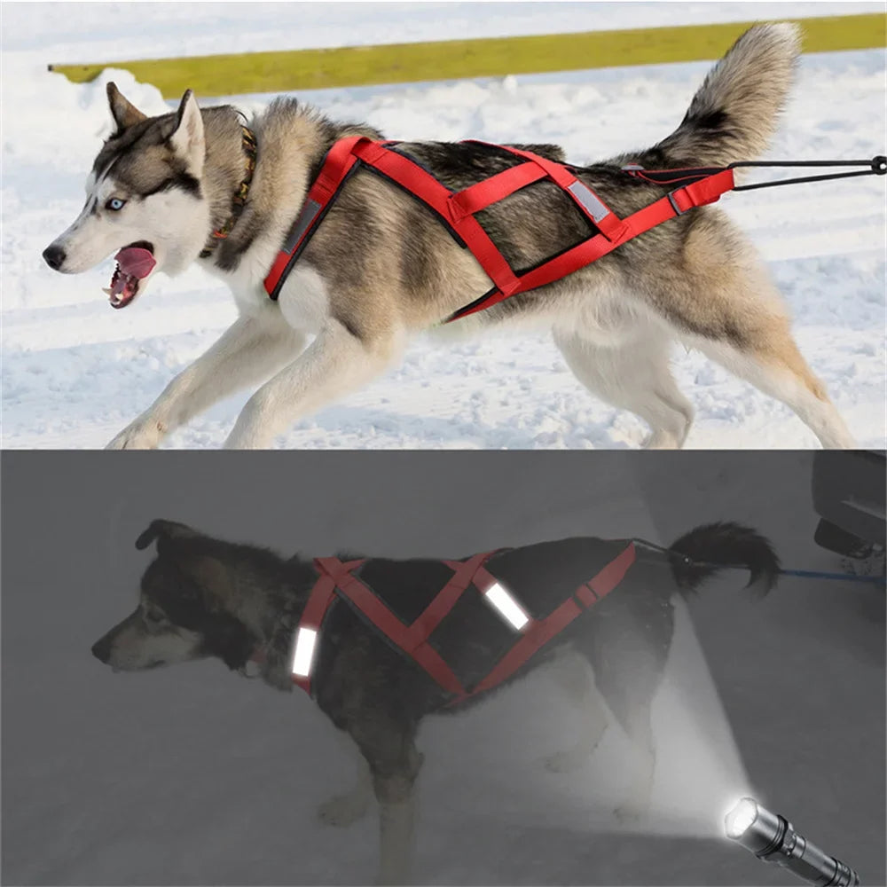 Harnais Sport Grand Chien : Ski & Course