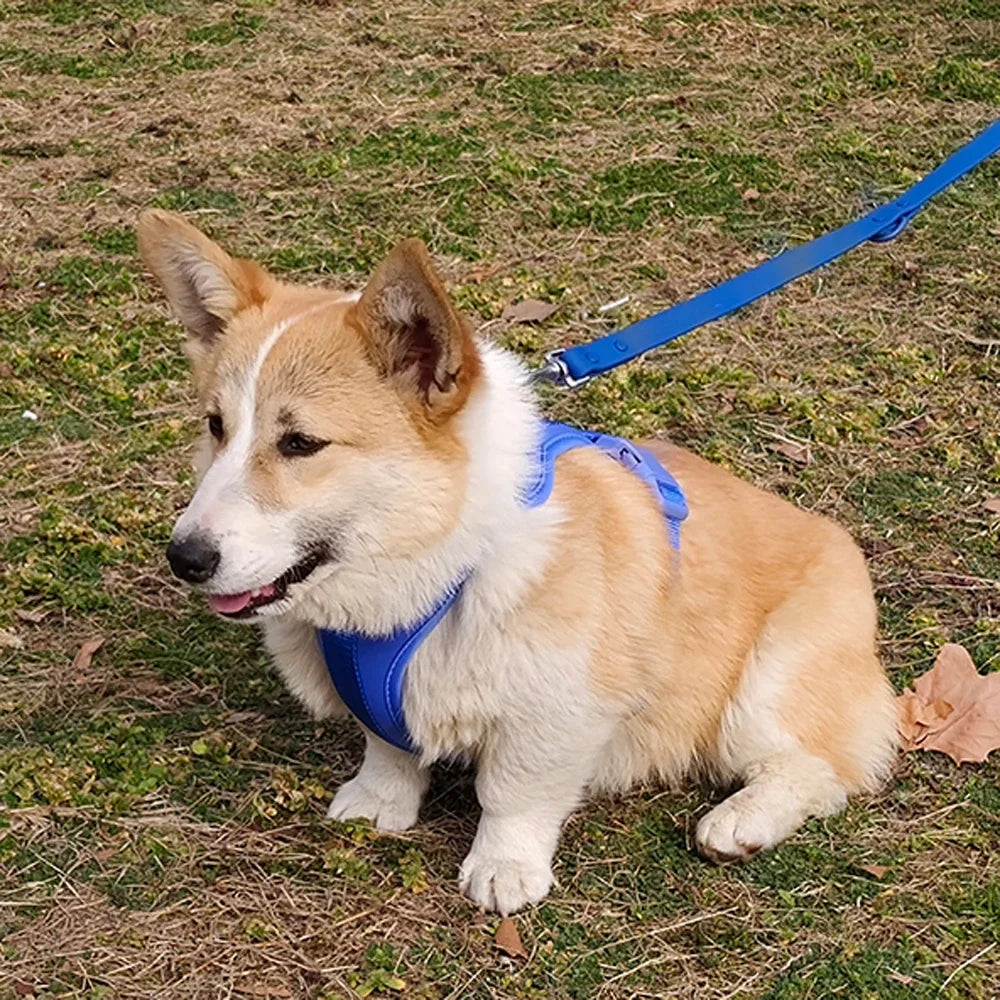 Harnais Léger Respirant pour Chiens