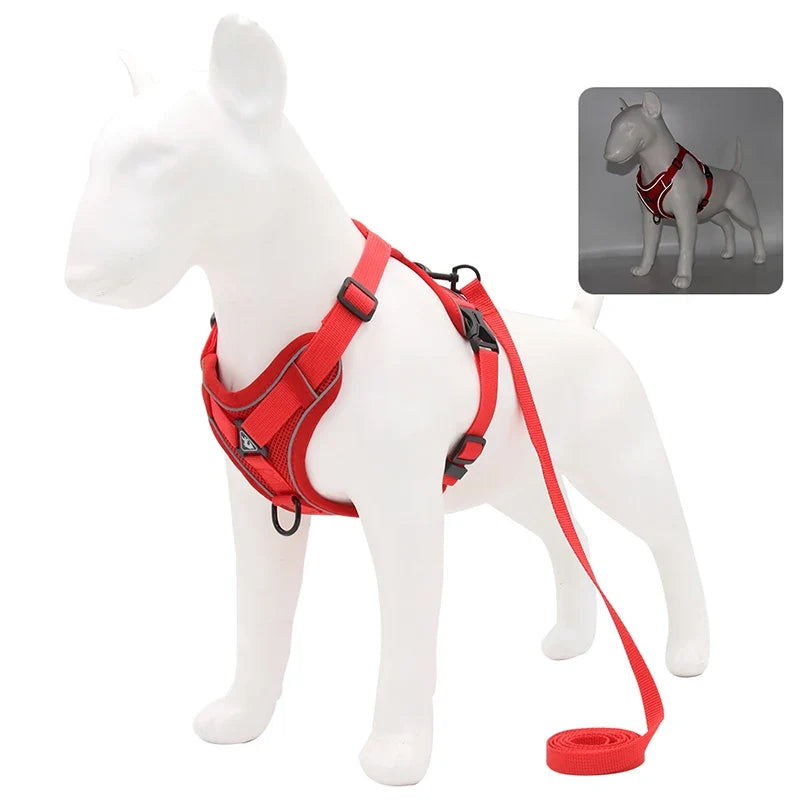 Laisse Réglable Confort pour Petit Chien & Chat