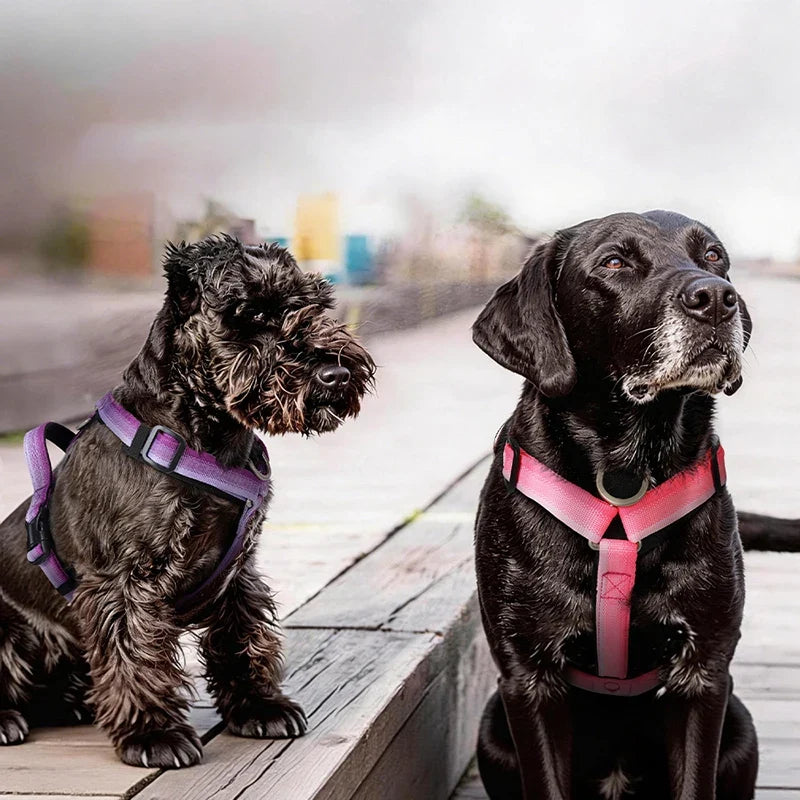 Harnais Anti-Traction Dégradé pour Grand Chien