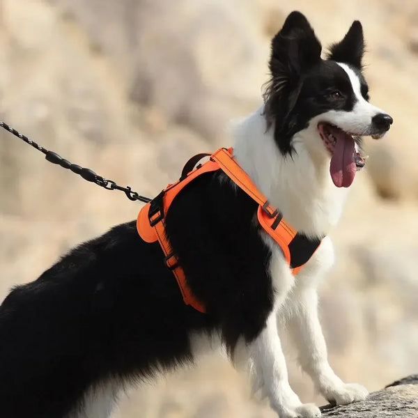 Harnais Chien Multifonction Réglable Toutes Tailles