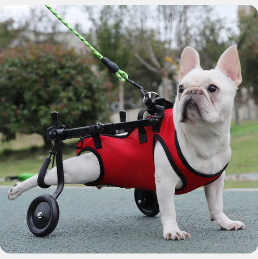 Harnais d'Assistance Chien Mobilité Réduite