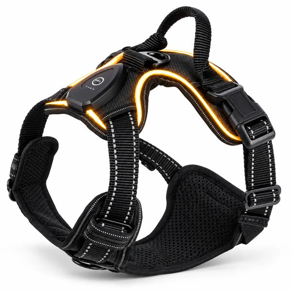 Harnais chien lumineux LED