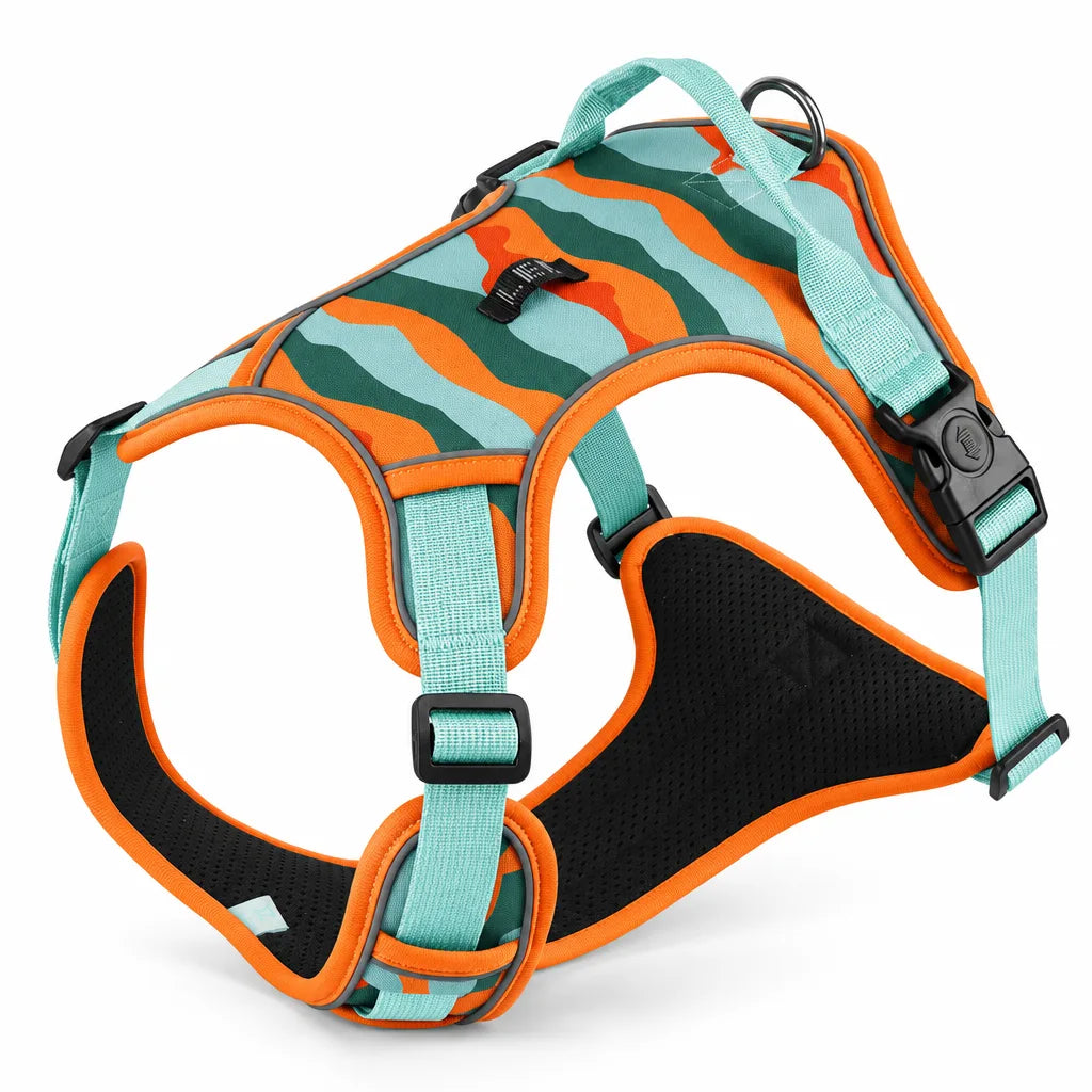 Harnais pour chien