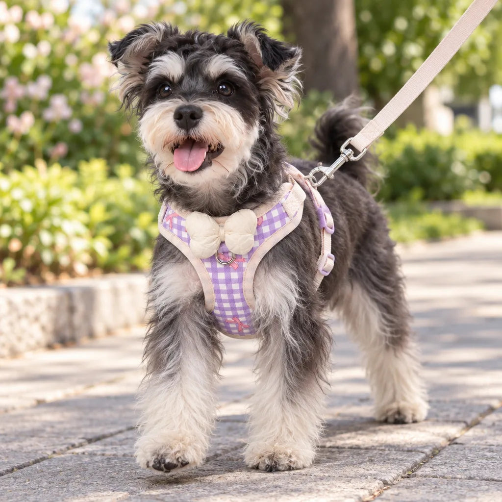 Harnais Élégant Violet pour Petit Chien